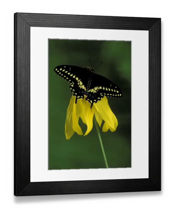 Framed Print : Michigan, Rochester. American Eastern Black Swallowtail (Papilio polyxenes) Framed Print : Michigan, Rochester. American Eastern Black Swallowtail (Papilio polyxenes)