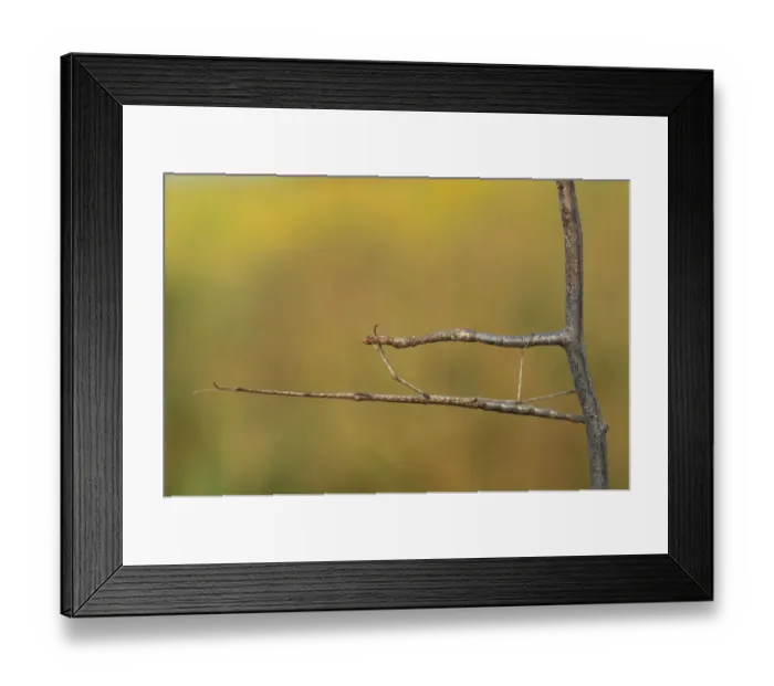 Framed Print : Michigan, Oakland County. Walking Stick mimicking stick for camouflage (Diapheromera Framed Print : Michigan, Oakland County. Walking Stick mimicking stick for camouflage (Diapheromera