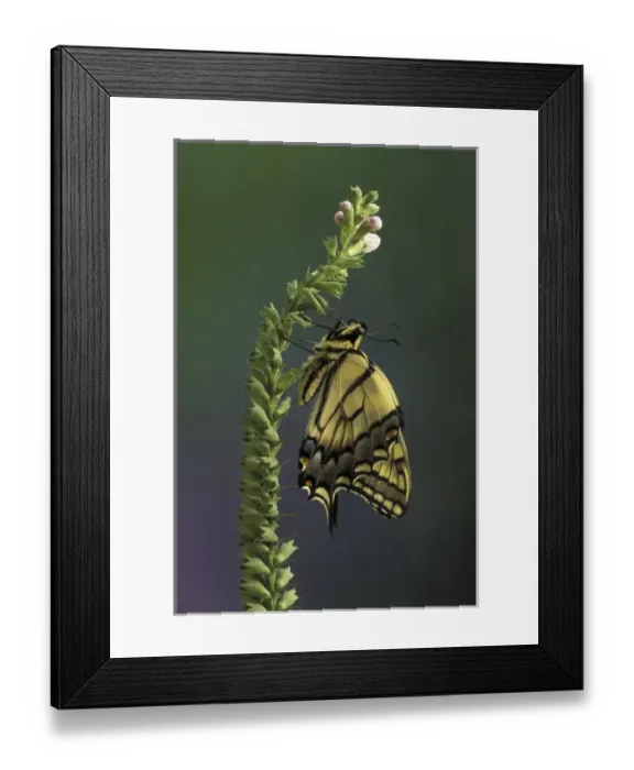 Framed Print : Michigan, Rochester. Eastern Tiger Swallowtail (Papillio glaucus) Framed Print : Michigan, Rochester. Eastern Tiger Swallowtail (Papillio glaucus)
