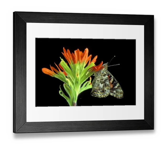 Framed Print : Michigan, Rochester. Painted Lady on Indian Paintbrush (Cynthia cardui / Castilleja Framed Print : Michigan, Rochester. Painted Lady on Indian Paintbrush (Cynthia cardui / Castilleja