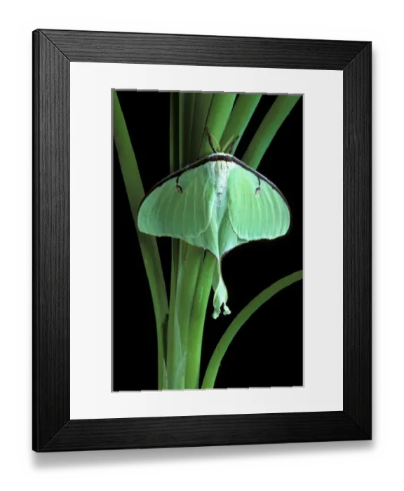 Framed Print : Michigan, Rochester. Luna moth on Cat Tail (Actias luna) Framed Print : Michigan, Rochester. Luna moth on Cat Tail (Actias luna)