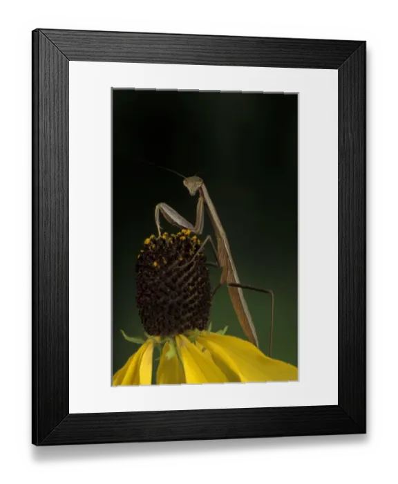 Framed Print : Michigan, Rochester. Praying Mantis on Gray-headed Cone Flower (Mantis religiosa  / 