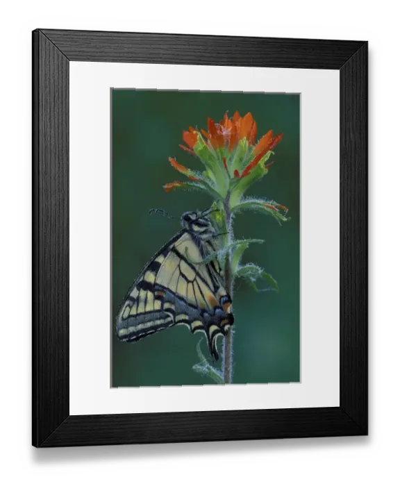 Framed Print : Michigan, Houghton Lake. Tiger Swallowtail on Indian Paintbrush. (Papilio glaucus