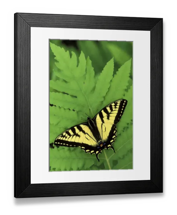 Framed Print : Michigan, Houghton Lake. Tiger Swallowtail on fern (Papilio glaucus  /  Osmunda)