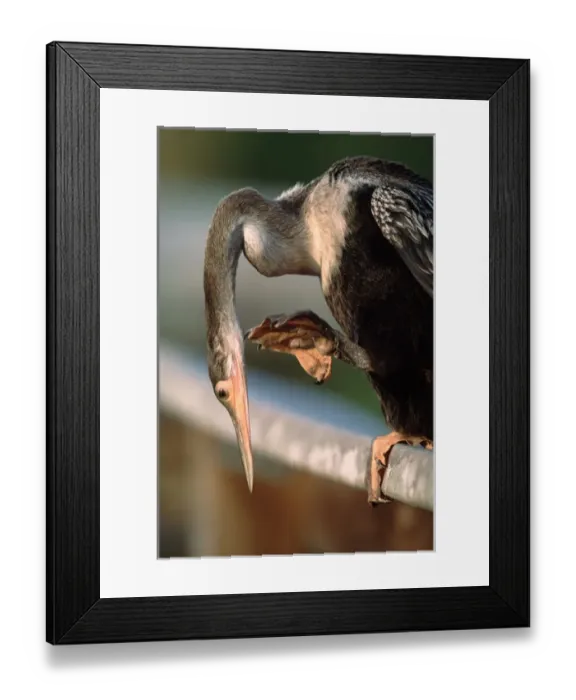 Framed Print : Anhinga (Anhinga anhinga) scratching. This is probably a juvenile. Note size of feet Framed Print : Anhinga (Anhinga anhinga) scratching. This is probably a juvenile. Note size of feet