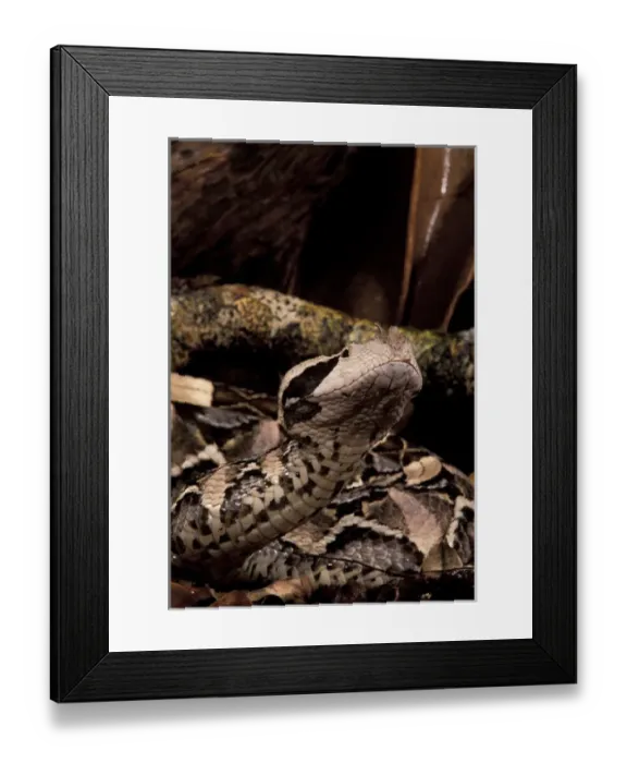 Framed Print : West African Gaboon Viper (Bitis gabonica) Framed Print : West African Gaboon Viper (Bitis gabonica)