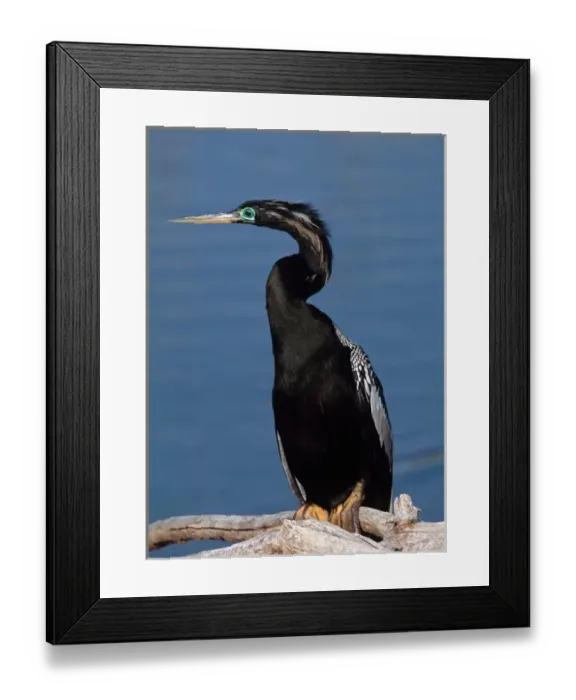 Framed Print : Male Anhinga (Anhinga anhinga) in breeding plumage