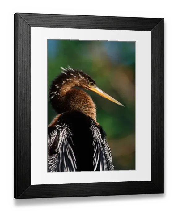 Framed Print : Female Anhinga Framed Print : Female Anhinga