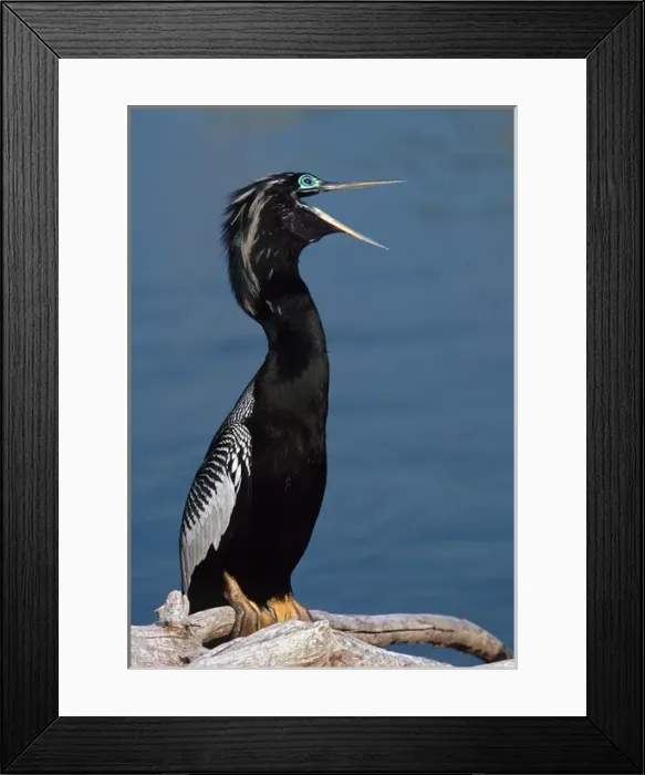 Framed Print : Male Anhinga (Anhinga anhinga) in breeding plumage Framed Print : Male Anhinga (Anhinga anhinga) in breeding plumage