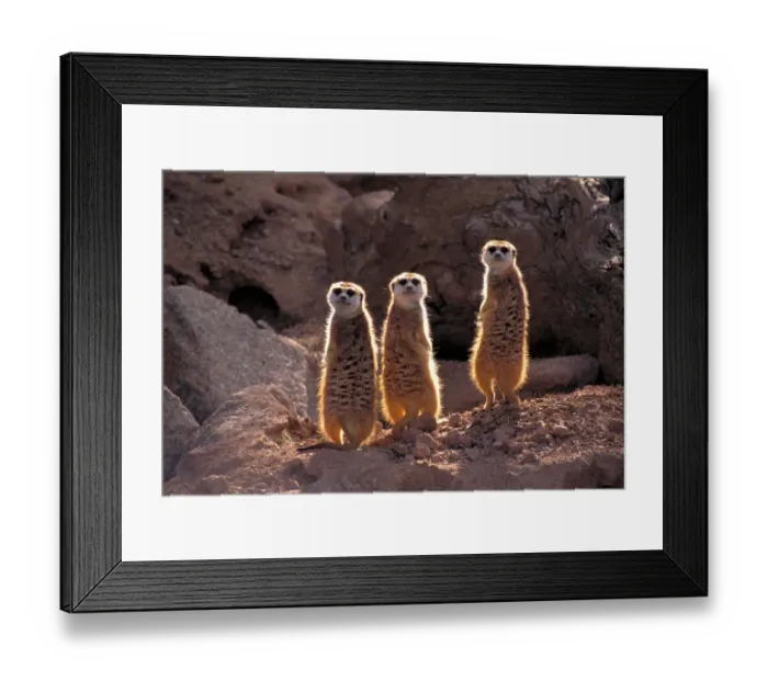 Framed Print : Meerkats (Suricata suricatta) are also called suricates and are a kind of mongoose Framed Print : Meerkats (Suricata suricatta) are also called suricates and are a kind of mongoose