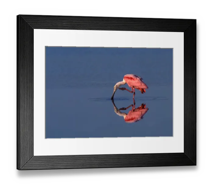 Framed Print : snowy owl, Nycttea scandiaca, in flight over the National Petroleum Reserves, outside Point Barrow Framed Print : snowy owl, Nycttea scandiaca, in flight over the National Petroleum Reserves, outside Point Barrow