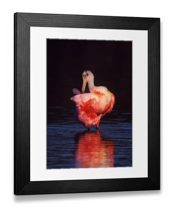Framed Print : Roseate Spoonbill (Ajaia ajaja) preening at dawn