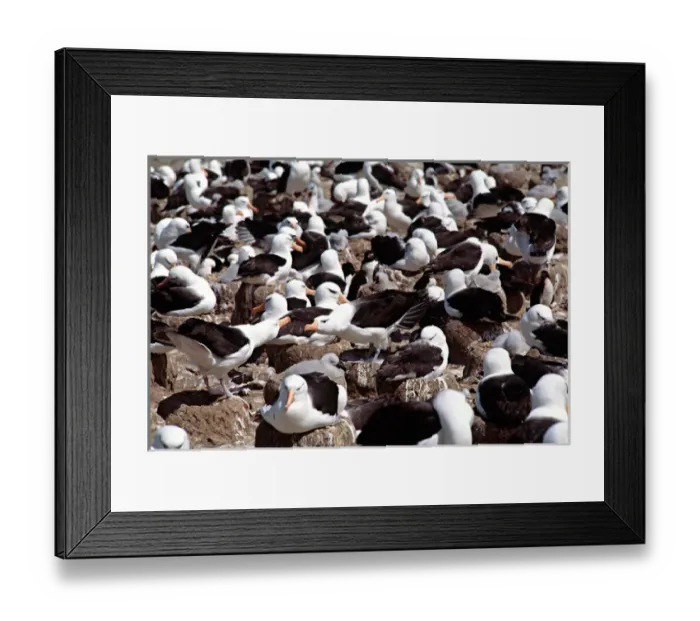 Framed Print : Nesting colony of the Black-browed Albatross (Diomedea melanophris) in the Falkland Framed Print : Nesting colony of the Black-browed Albatross (Diomedea melanophris) in the Falkland