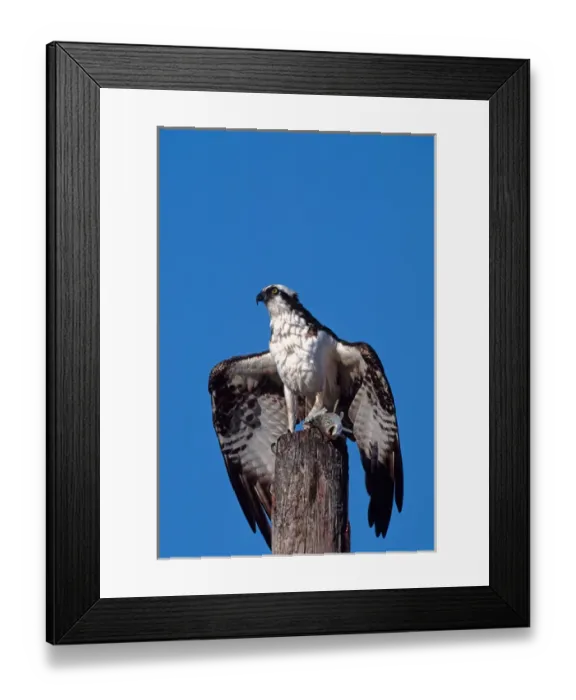 Framed Print : Osprey (Pandion haliaetus) on post with fish Framed Print : Osprey (Pandion haliaetus) on post with fish
