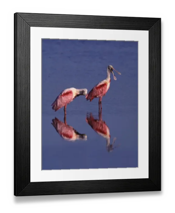 Framed Print : Two Roseate Spoonbills (Ajaia ajaja)