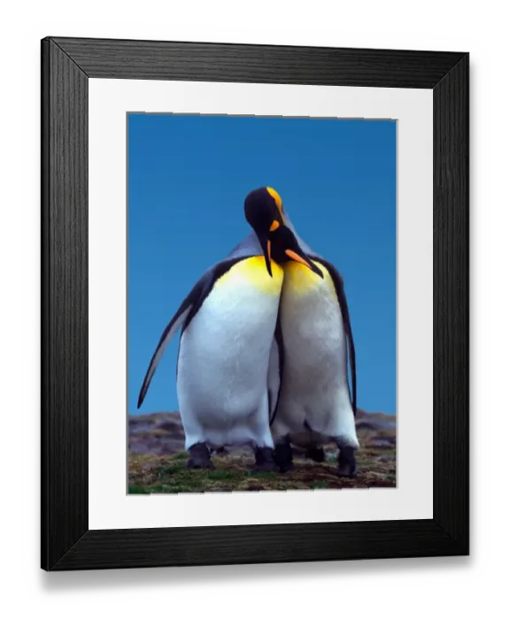 Framed Print : Courtship ritual of a pair of King Penguins (Aptenodytes patagonica) Framed Print : Courtship ritual of a pair of King Penguins (Aptenodytes patagonica)