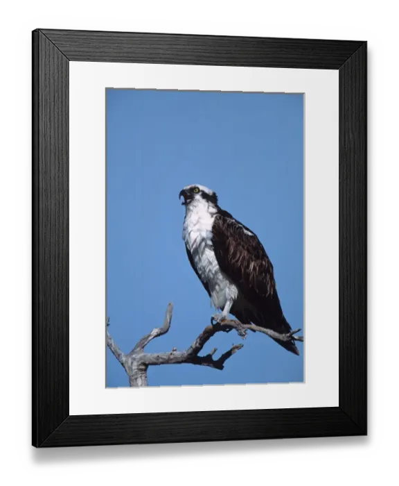 Framed Print : Osprey (Pandion haliaetus)