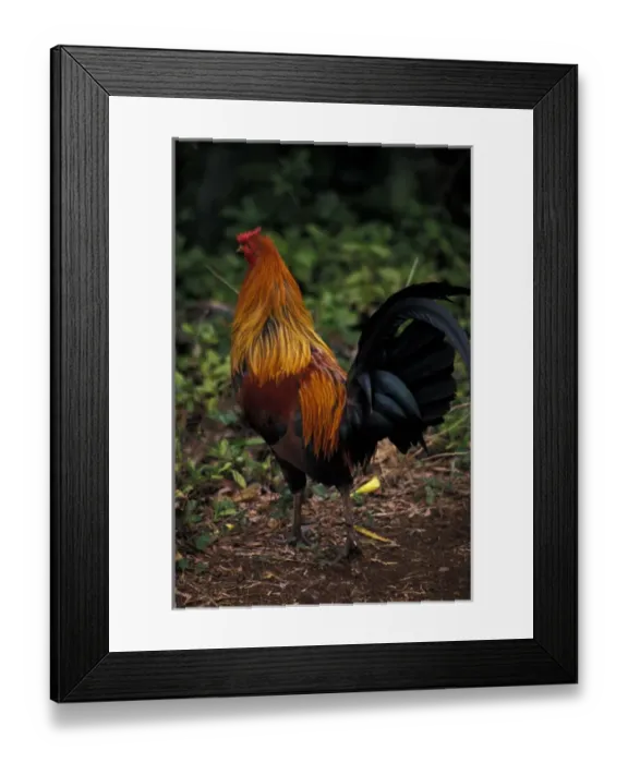Framed Print : USA, Hawaii, Kauai. Rooster Framed Print : USA, Hawaii, Kauai. Rooster