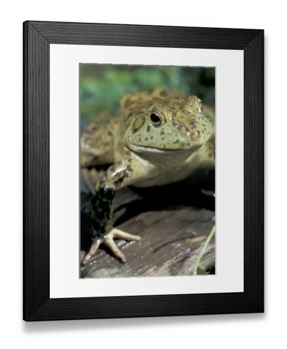 Framed Print : Bullfrog Framed Print : Bullfrog