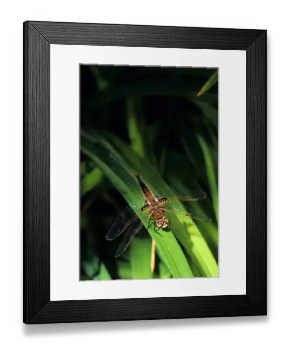 Framed Print : Dragonfly