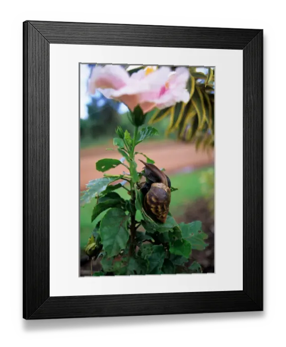 Framed Print : A snail eating a hybiscus in Hawaii Framed Print : A snail eating a hybiscus in Hawaii