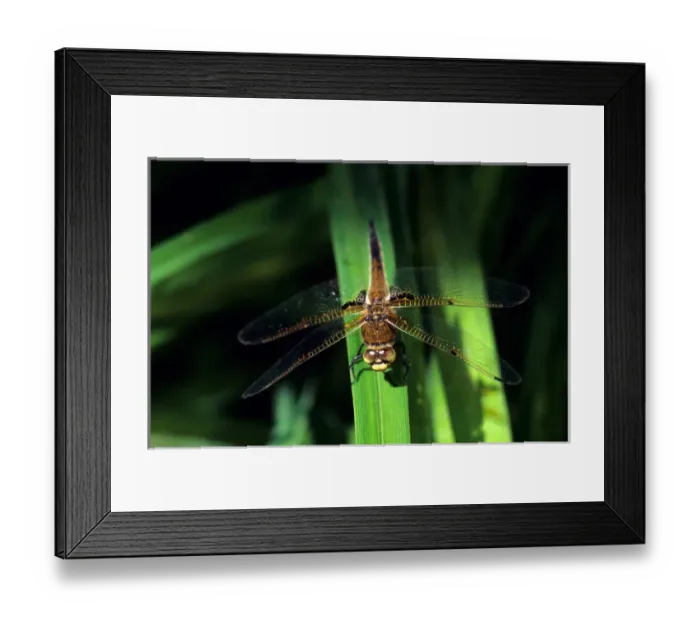 Framed Print : Dragonfly