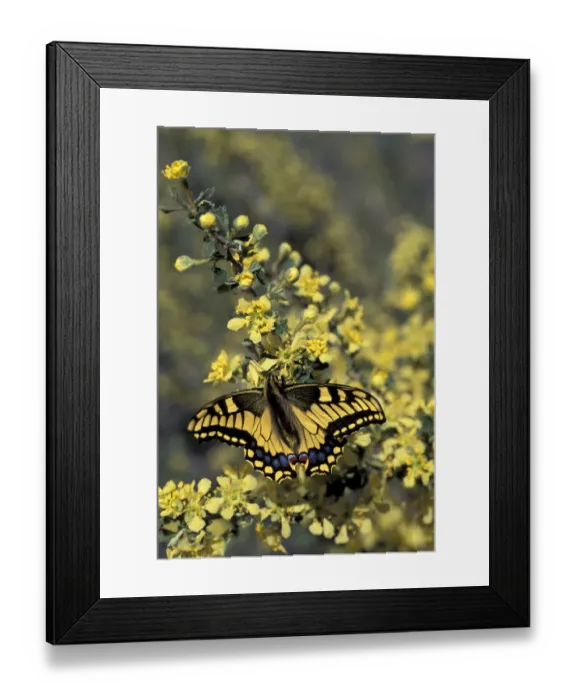 Framed Print : Swallowtail butterfly