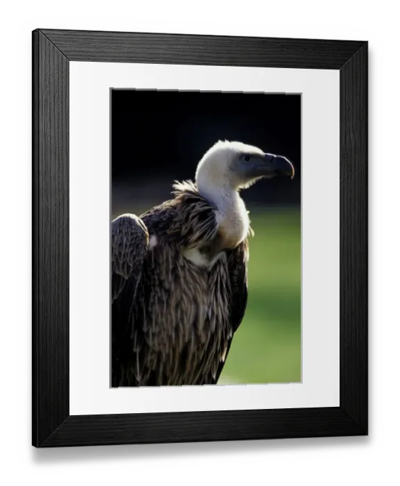 Framed Print : USA, Michigan, Detroit, Detroit Zoo. Vulture Framed Print : USA, Michigan, Detroit, Detroit Zoo. Vulture