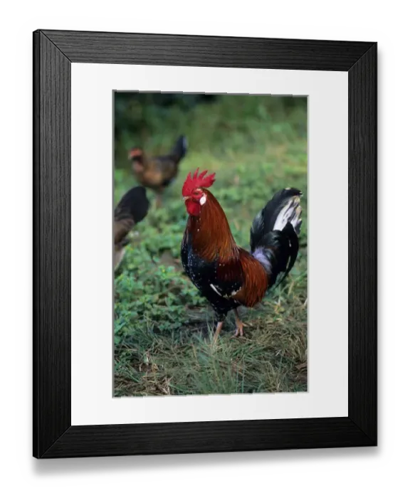 Framed Print : Rooster Framed Print : Rooster