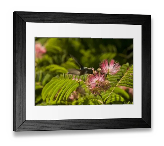 Framed Print : A hummingbird feeds from a pink flower