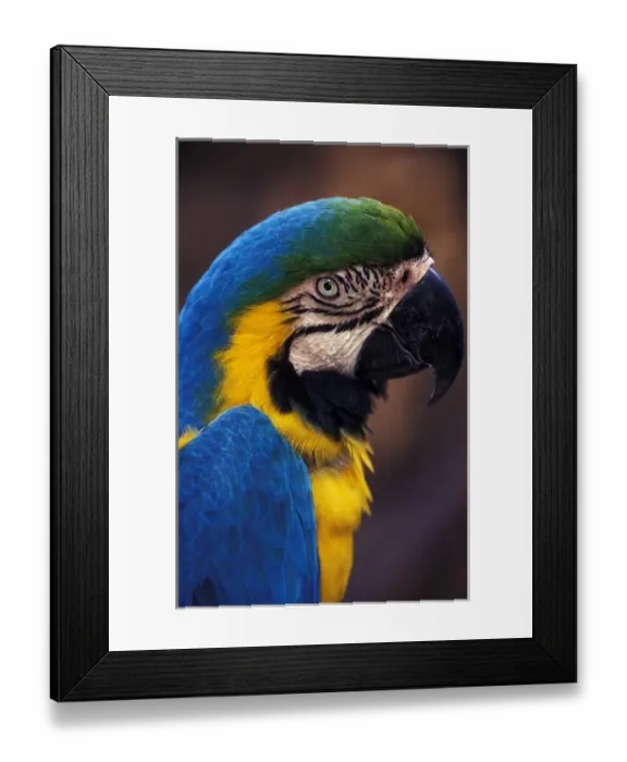 Framed Print : Florida. Macaw Framed Print : Florida. Macaw