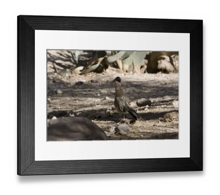 Framed Print : Greater Roadrunner posing in desert environment of southern California Framed Print : Greater Roadrunner posing in desert environment of southern California