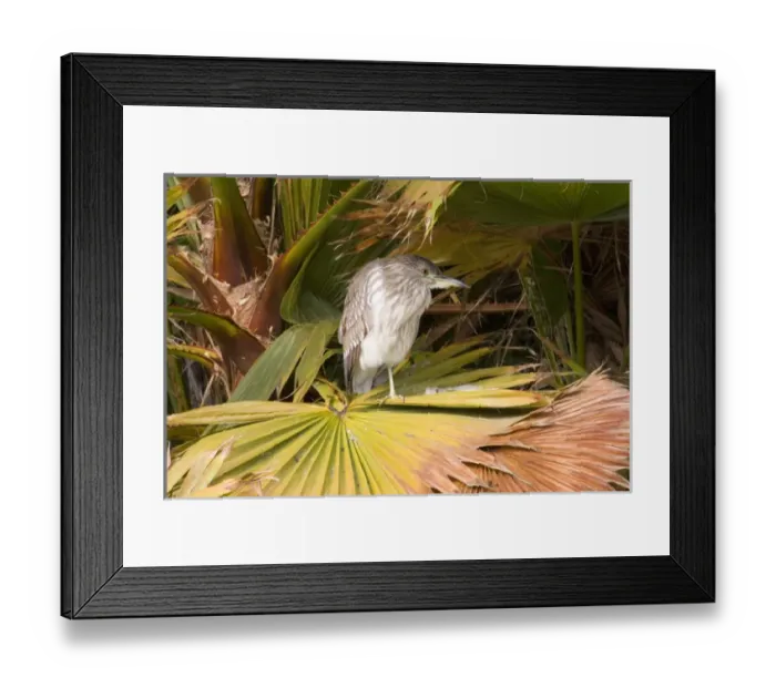 Framed Print : Juvenile (immature) Black-crowned Night-Heron sits on fan palm at Santee Lakes in Framed Print : Juvenile (immature) Black-crowned Night-Heron sits on fan palm at Santee Lakes in