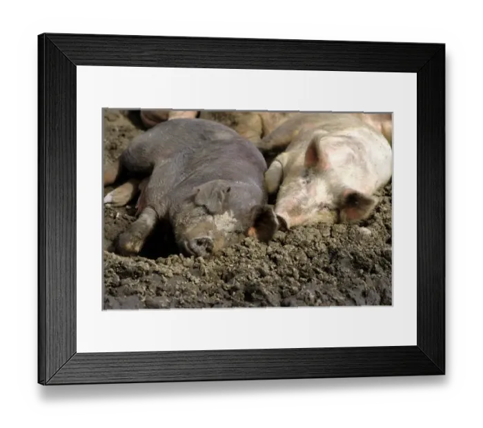 Framed Print : Pigs laying in the mud Framed Print : Pigs laying in the mud