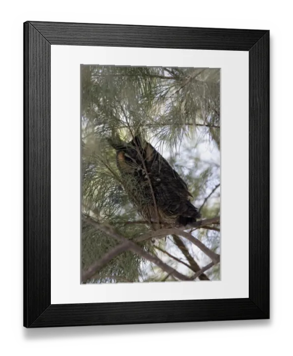Framed Print : Long-eared owl in Anza-Borrego Desert State Park CA Framed Print : Long-eared owl in Anza-Borrego Desert State Park CA