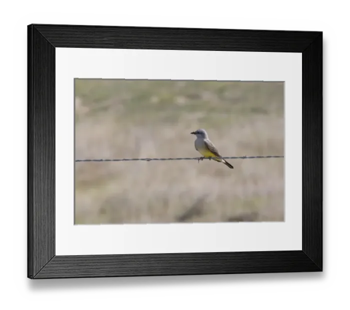 Framed Print : Western Kingbird sits on barbed wire in central California