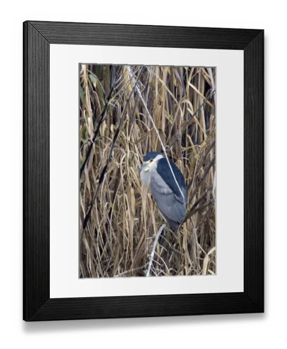 Framed Print : Black-crowned Night-Heron sits on perch at Santee Lakes in San Diego CA Framed Print : Black-crowned Night-Heron sits on perch at Santee Lakes in San Diego CA