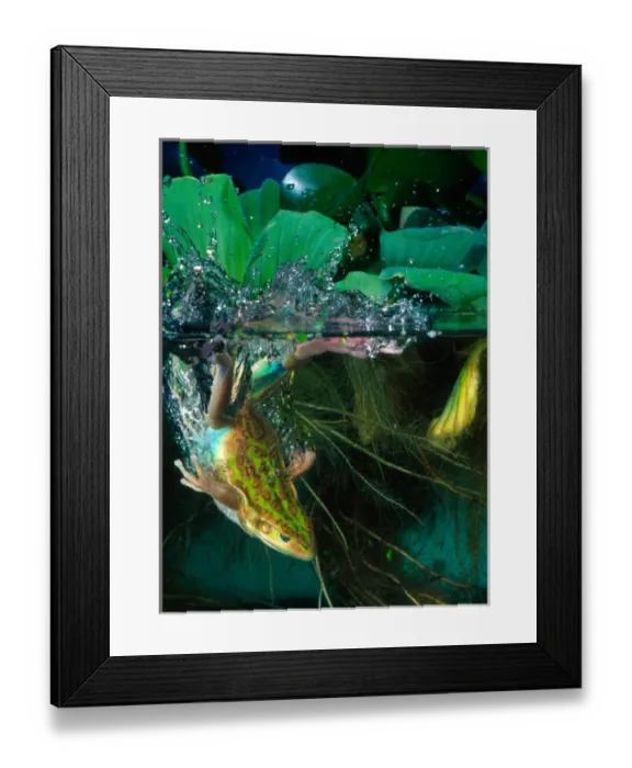 Framed Print : Golden Bell Frog Diving, Litoria aurea Framed Print : Golden Bell Frog Diving, Litoria aurea