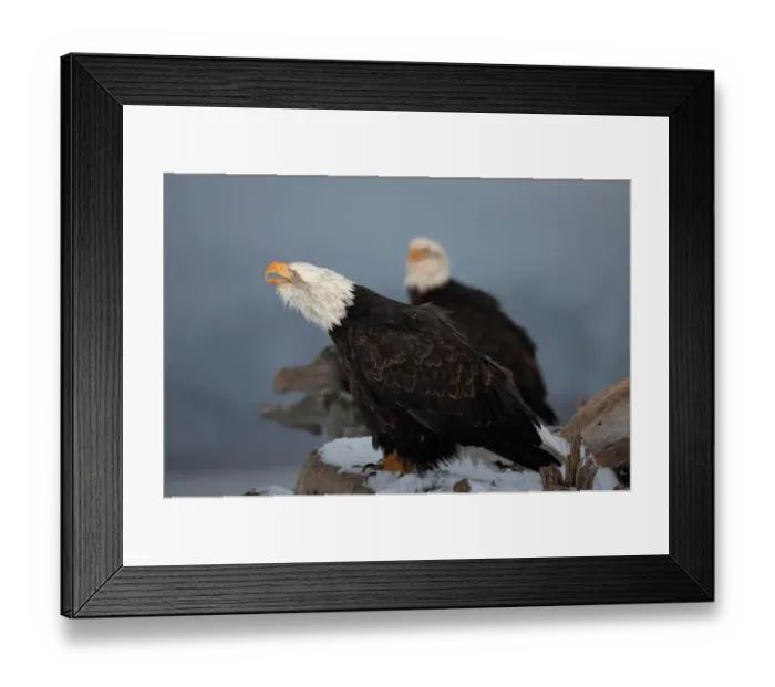 Framed Print : Bald Eagle Calling Haliaeetus leucocephalus Homer Alska, 2006 Framed Print : Bald Eagle Calling Haliaeetus leucocephalus Homer Alska, 2006