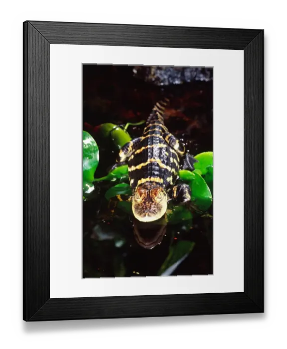Framed Print : American Alligator Alligator mississippiensis Native to South Eastern US Framed Print : American Alligator Alligator mississippiensis Native to South Eastern US