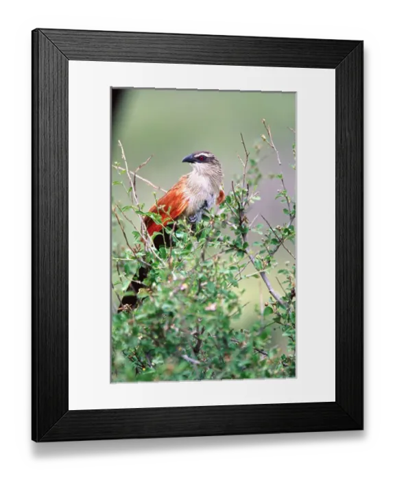 Framed Print : White-browed Coucal Centropus superciliosus Tanzania Africa 2005 Framed Print : White-browed Coucal Centropus superciliosus Tanzania Africa 2005