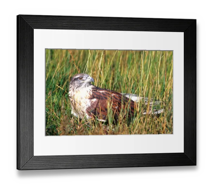 Framed Print : Ferruginous Hawk Buteo regalis Native to Central & Western US (Rehab Animal)