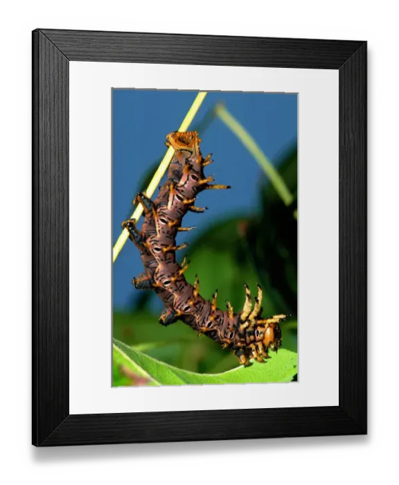 Framed Print : Arizona Horned Devil Moth Caterpillar Citheronia splendens arizonensis Framed Print : Arizona Horned Devil Moth Caterpillar Citheronia splendens arizonensis