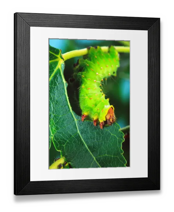 Framed Print : Polyphemus Moth Caterpillar Antheraea polyphemus Wide Spread US Framed Print : Polyphemus Moth Caterpillar Antheraea polyphemus Wide Spread US