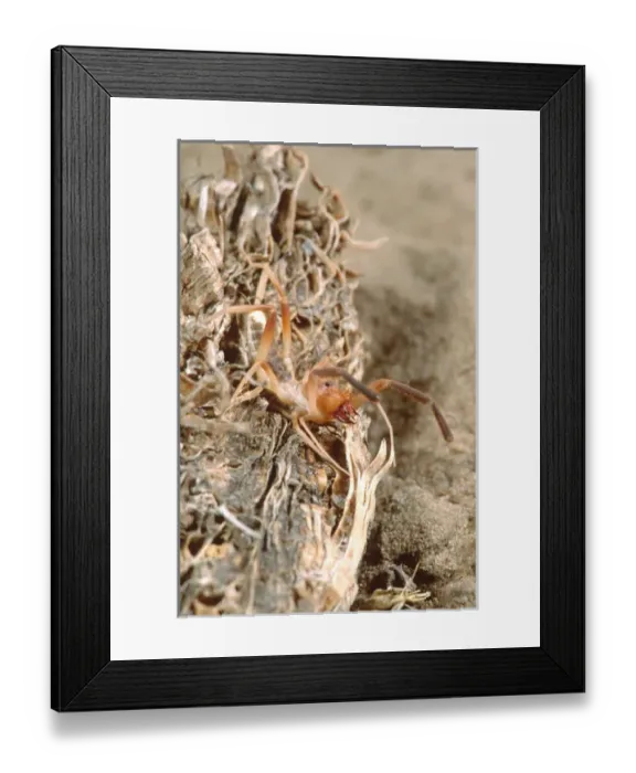 Framed Print : Pale Windscorpion Eremobates pallipes Southern Texas Framed Print : Pale Windscorpion Eremobates pallipes Southern Texas