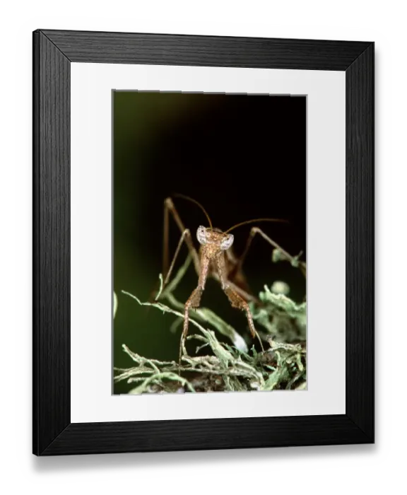 Framed Print : Ground Mantis Litaneutria sp Southern texas