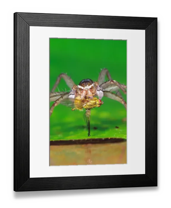 Framed Print : Six Spotted Fishing Spider eating a Dung Fly Dolomedes triton Centra; Pennsylvania
