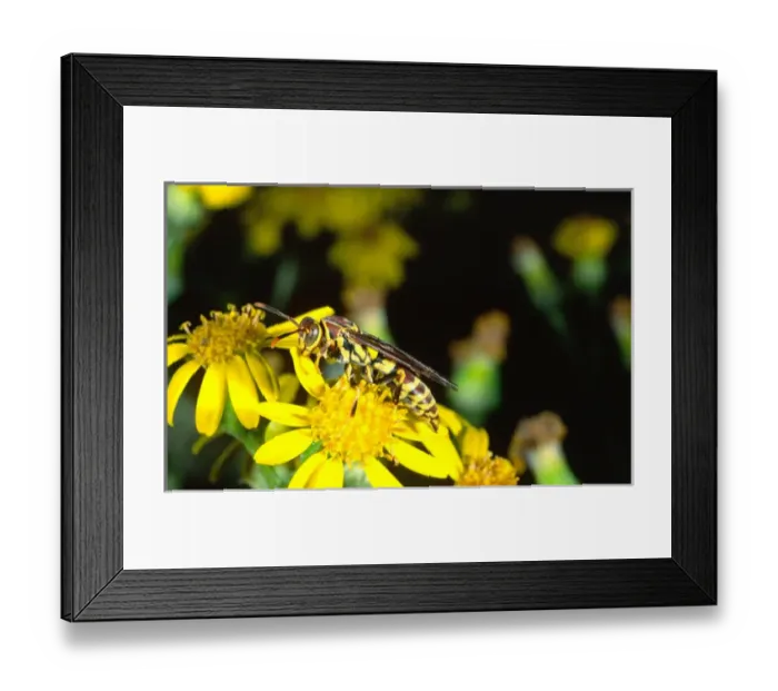 Framed Print : Paper Wasp Polistes sp. Southern Texas
