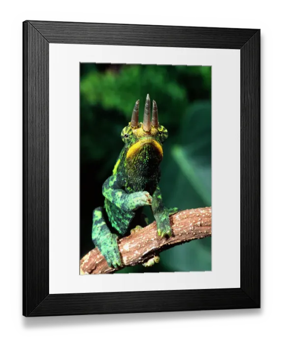 Framed Print : Jacksons Chameleon (Male) Chamaeleo jacksoni Native to Eastern Africa Framed Print : Jacksons Chameleon (Male) Chamaeleo jacksoni Native to Eastern Africa