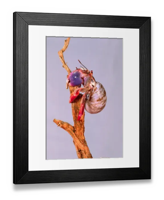 Framed Print : Land Hermit Crab Coenobita clypeatus Native to Florida Framed Print : Land Hermit Crab Coenobita clypeatus Native to Florida